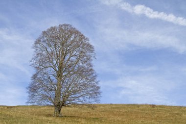 Çınar akçaağaç dağ çayır üzerinde