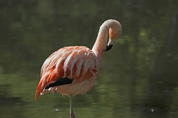 Roze flamingo op één been — Stockfoto