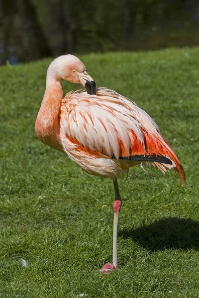 Roze flamingo op één been — Stockfoto