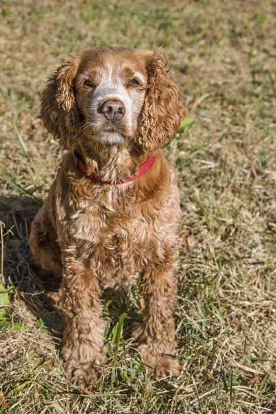 İspanyol yeşil çayır üzerinde