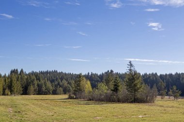 Spatenbraeufilze near Moosham