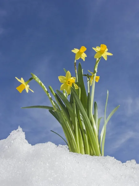 Daffodils - the spring is near — Stock Photo, Image