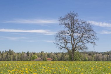 Upper Bavaria Alpsspring çayırda