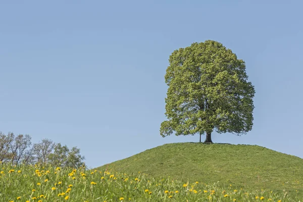 Laubbaum auf dem Veigl — Stockfoto