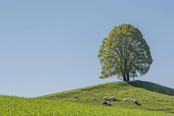 Arbre à feuilles caduques sur la montagne Veigl — Photo