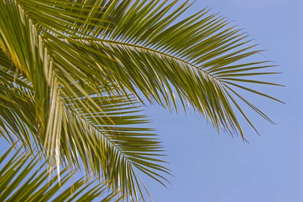 Palm tree - plant and symbol of tropical areas — Stock Photo, Image