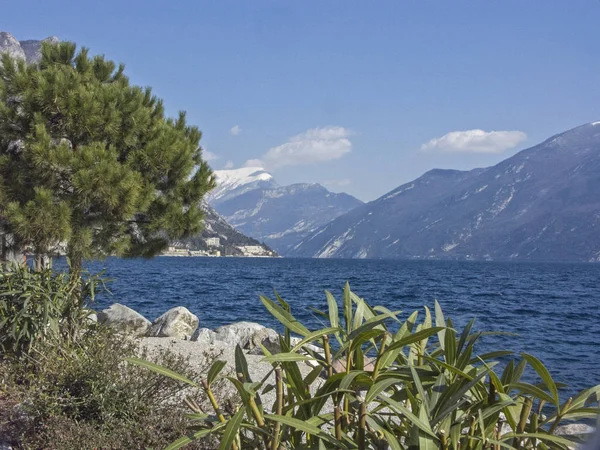 Flora on Lake Garda in Limone — Stock Photo, Image