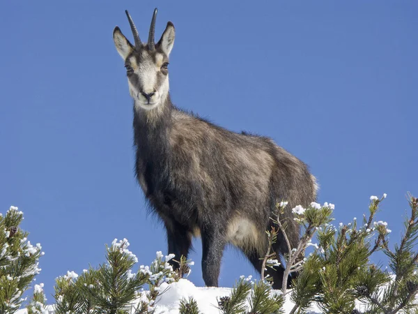 Chamois kış — Stok fotoğraf