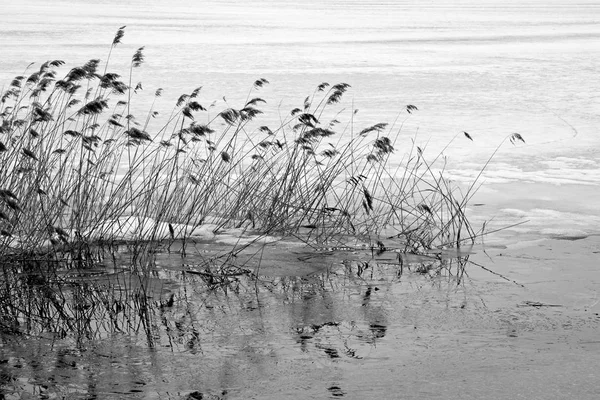 Impressions of the wintry Kochel lake — Stock Photo, Image