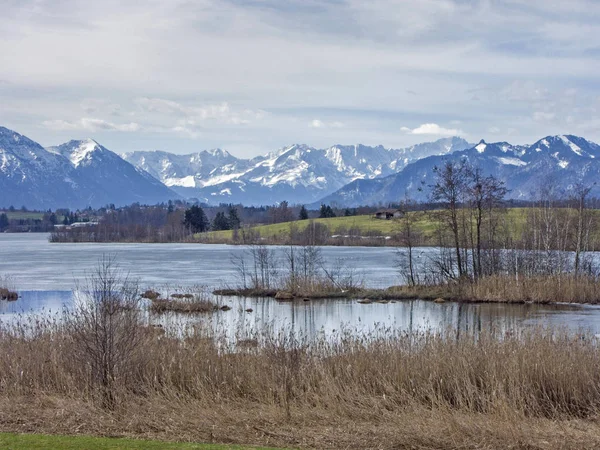 RIEGSEE - Moor sjön vid foten av Alperna — Stockfoto