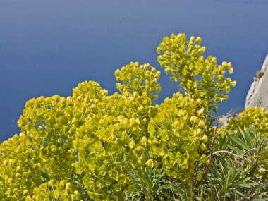 Hırvatistan'daki spurge bitki