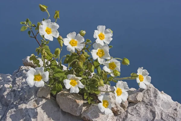 Cist троянд на узбережжі Далмації — стокове фото
