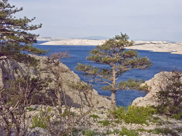 Paisaje kárstico con mar y pino — Foto de Stock