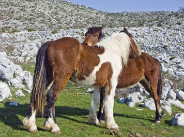 Midilli karstik alanında