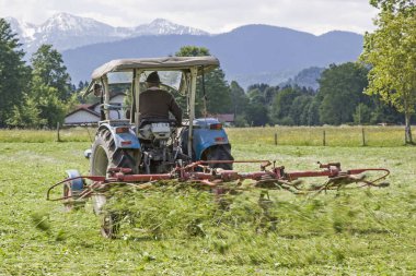 Saman hasat çiftçi