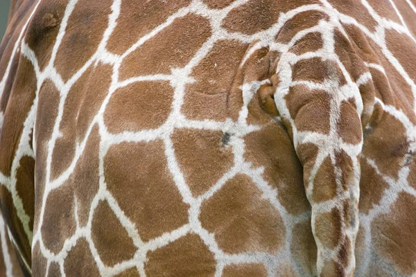 Kuriose Detailaufnahme einer Girafa — Fotografia de Stock