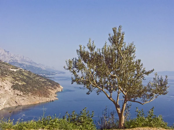 Azeitona com vista para o Mar Mediterrâneo — Fotografia de Stock