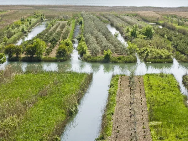 Agriculture in the Neretva Delta — Stock Photo, Image