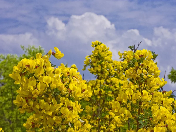 Arbusto de vassoura na frente do céu azul nuvem — Fotografia de Stock
