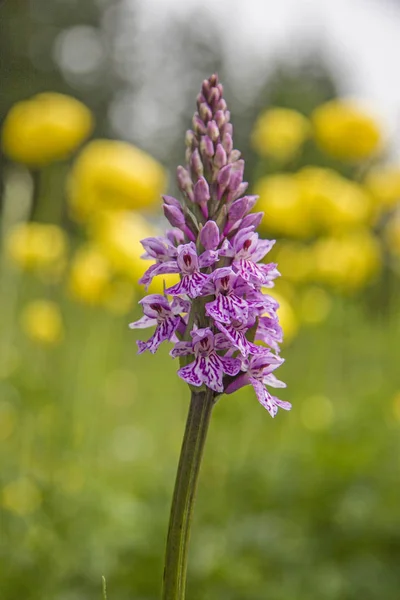 Violette Orchidee auf einer Trollblumenwiese — Stockfoto