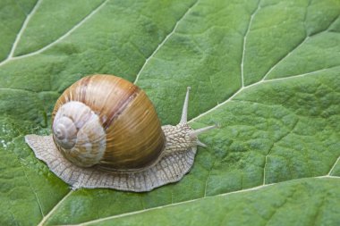 Salyangoz kırsal giderken