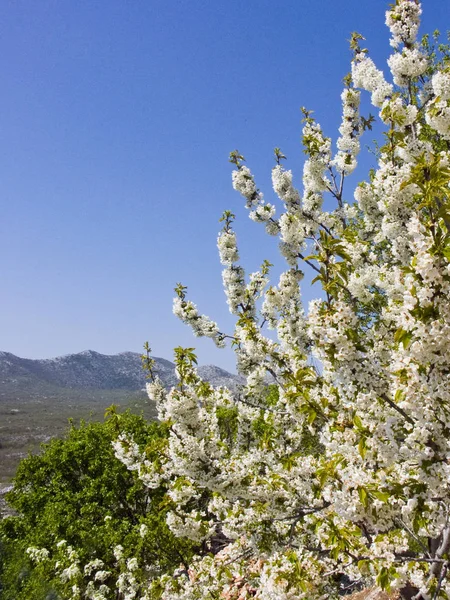 Fioritura ciliegio in Croazia — Foto Stock