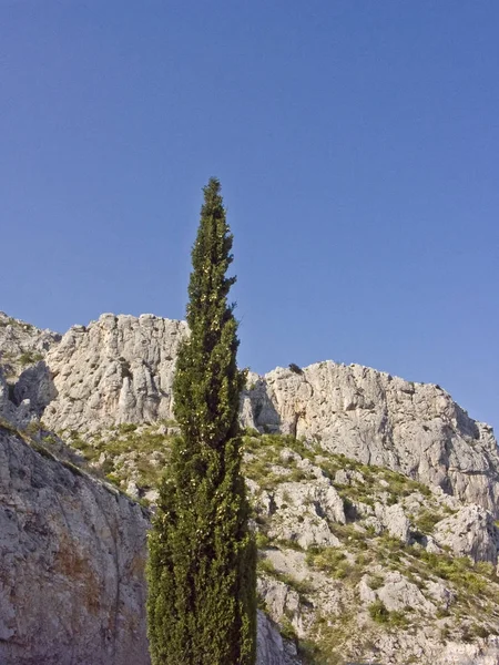 Enkele cypress in Kroatië — Stockfoto