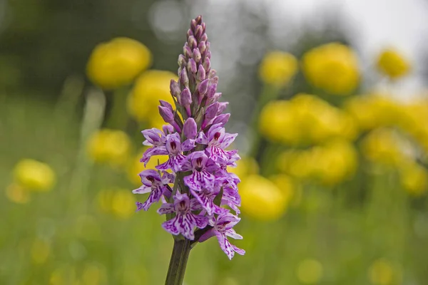 Фіолетова орхідея на квітковому лузі троля — стокове фото