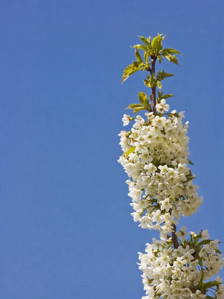 Blossoming cherry tree in Croatia — Stock Photo, Image