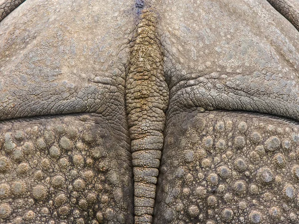 Detalhe de um rinoceronte — Fotografia de Stock