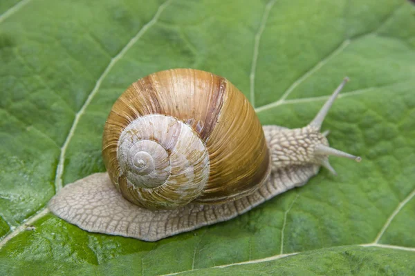 Snail on the way to the countryside — Stock Photo, Image