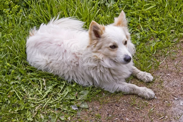 Liegender weißer Spitz auf grüner Wiese — Stockfoto