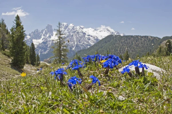 Genciana de primavera en los Dolomitas —  Fotos de Stock