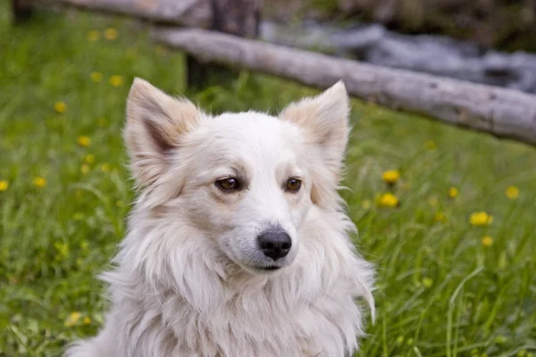 緑の草原の犬の肖像 - 白いスピッツ — ストック写真