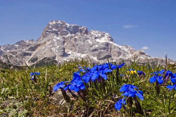 Bahar centiyana Dolomites içinde — Stok fotoğraf