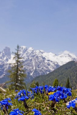 Bahar centiyana Dolomites içinde