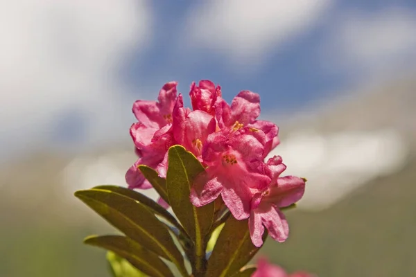 Alpine rosor blommar i bergen — Stockfoto