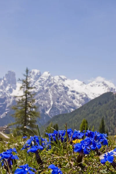 Frühlingsenzian in den Dolomiten — Stockfoto