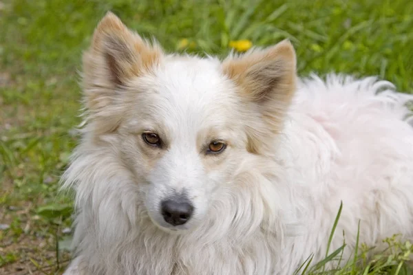 Pies portret - biały szpic na zielony łąka — Zdjęcie stockowe