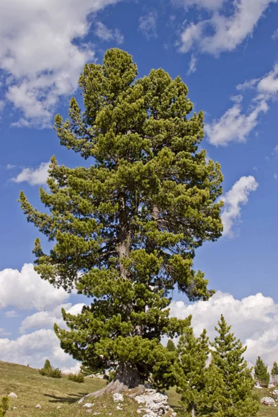 Taş çam Falzarego geçişte