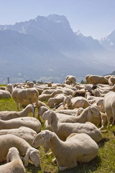 Kudde schapen in de Dolomieten — Stockfoto