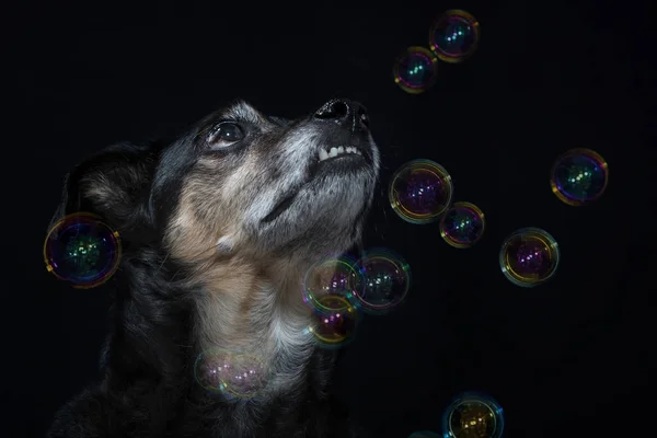 Retrato de un perro mestizo con burbujas de jabón —  Fotos de Stock