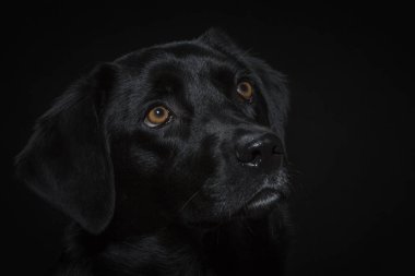 Siyah bir labrador portresi
