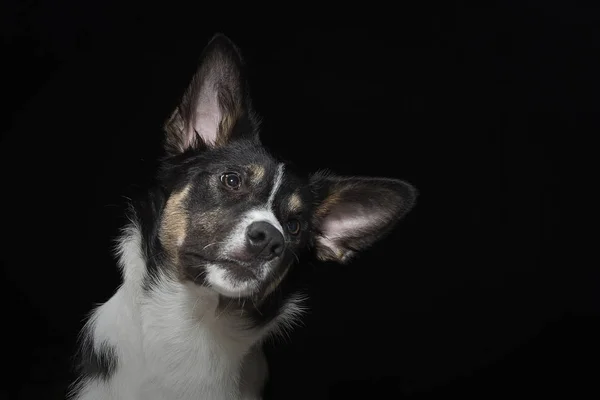 Porträtt av en ung border collie — Stockfoto