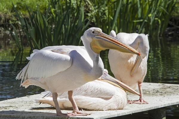 Drie roze pelikanen — Stockfoto