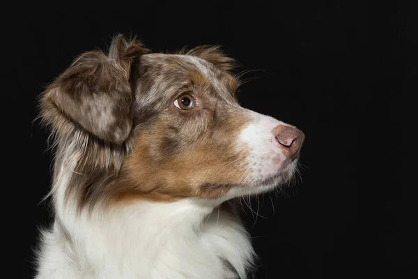 Porträtt av en Australian Shepherd — Stockfoto