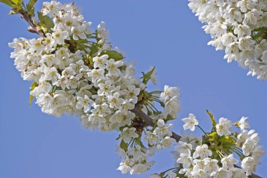 Kiraz çiçek açması ağaç Hırvatistan