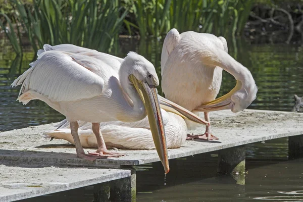 Drie roze pelikanen — Stockfoto