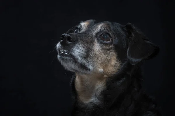 Porträtt av en blandras hund — Stockfoto
