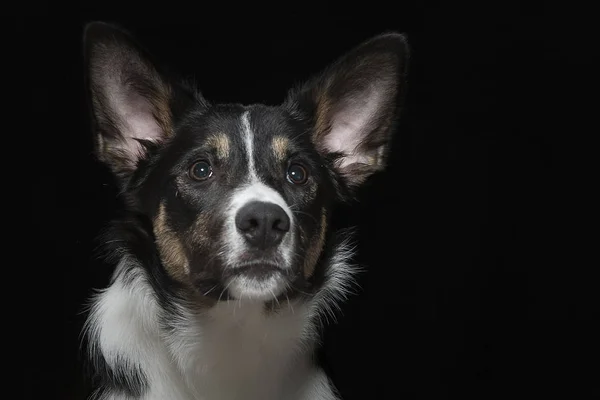 若いボーダーコリー犬の肖像画 — ストック写真